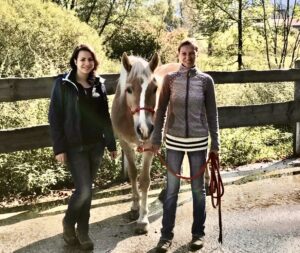 Erfahrung Troublefree Horsemanship