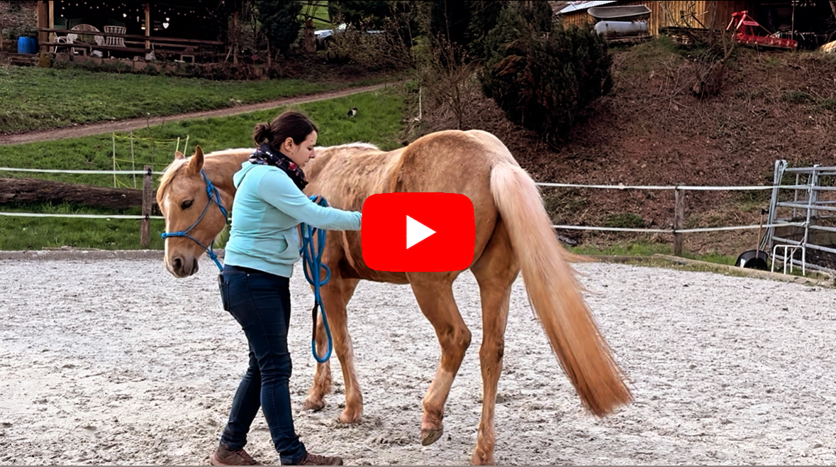 Youtube Troublefree Horsemanship