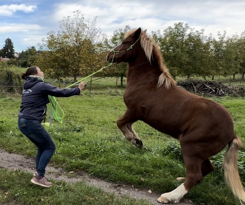 TFH Problempferdetraining